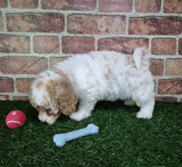 Mini Poodle