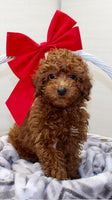 Mini Poodle