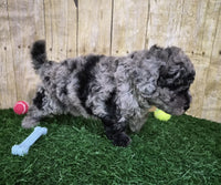 Mini Poodle