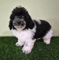Mini Poodle