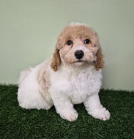Mini Poodle