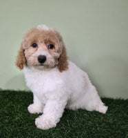 Mini Poodle