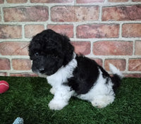Mini Poodle
