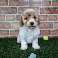 Mini Poodle