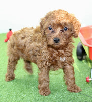 Mini Poodle