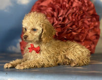 Mini Poodle