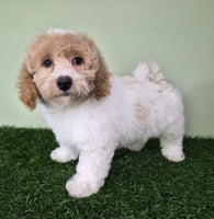Mini Poodle