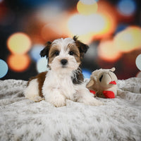 Morkie