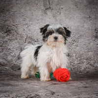 Morkie