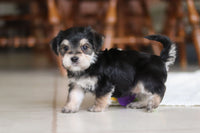 Morkie