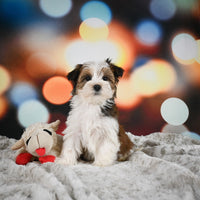 Morkie