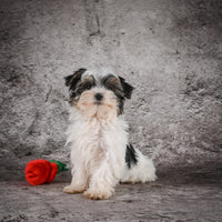 Morkie