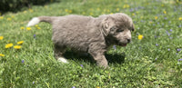 Newfoundland