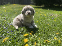 Newfoundland