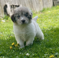 Newfoundland