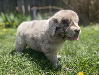 Newfoundland
