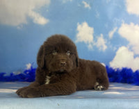 Newfoundland
