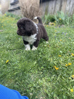 Newfoundland