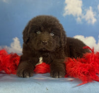 Newfoundland