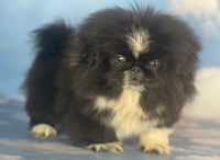 Pekingese