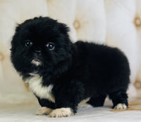 Pekingese