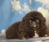  Pekingese 