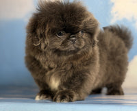 Pekingese