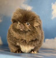Pekingese