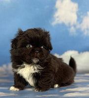 Pekingese