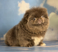 Pekingese