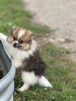 Pomeranian