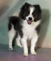 Pomeranian