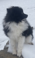  Pomeranian