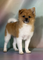 Pomeranian