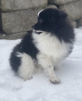  Pomeranian