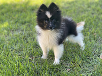 Troy Male ACA Pomeranian $700