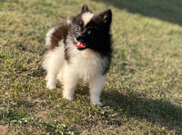 Pomeranian