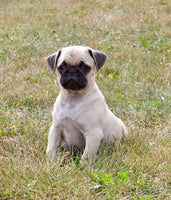 Pug