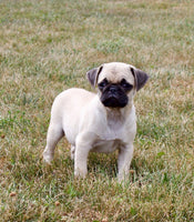 Pug