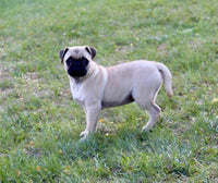 Pug