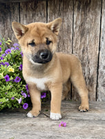Shiba Inu
