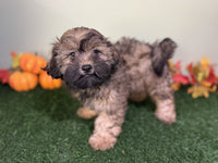 Shihpoo