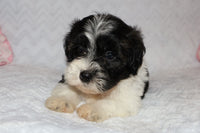 Shihpoo