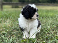Shihpoo