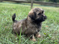 Shihpoo
