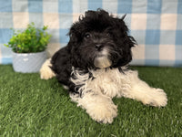 Shihpoo