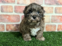 Shihpoo