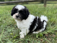 Shihpoo