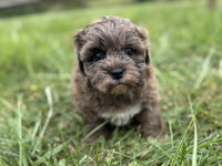 Shihpoo