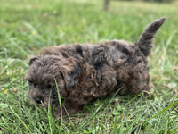 Shihpoo